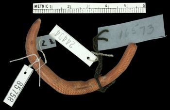 Media type: image;   Herpetology R-85758 Aspect: ventral